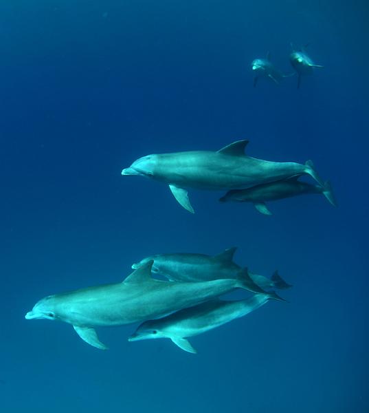 GWD Pterre tursiops truncatus bouee2 2011 29 mai_043.jpg